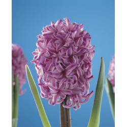 Hyacinth China Pink